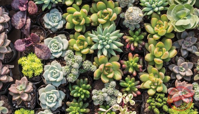 Succulent Discoloration