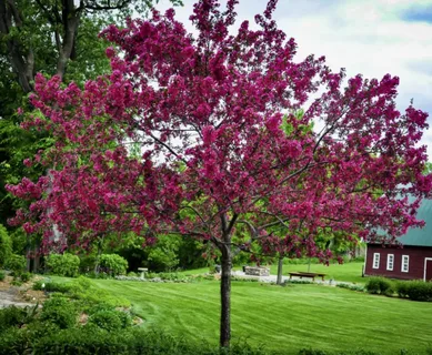The Royalty Crabapple Tree