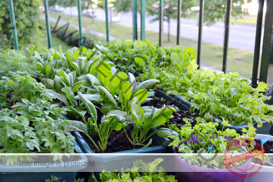 Vegetables