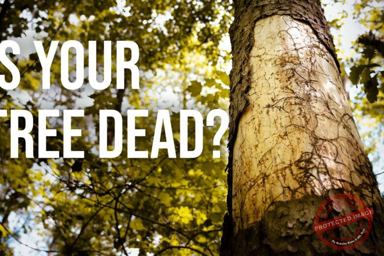 What to Do When the Top of Your Tree Dies