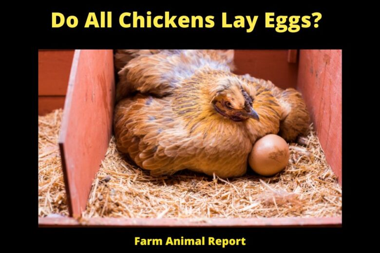When Do Chickens Lay Eggs