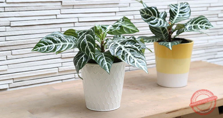 Zebra Plant Indoors
