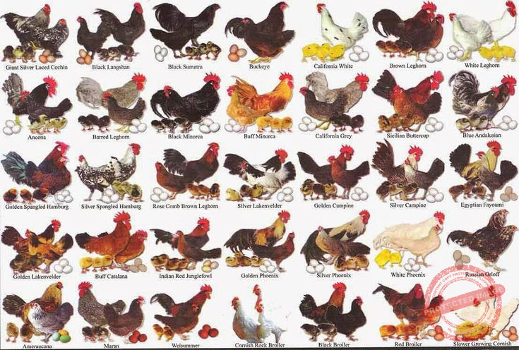 Chicken Breeds