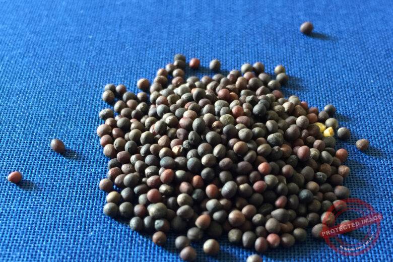 kohlrabi seeds