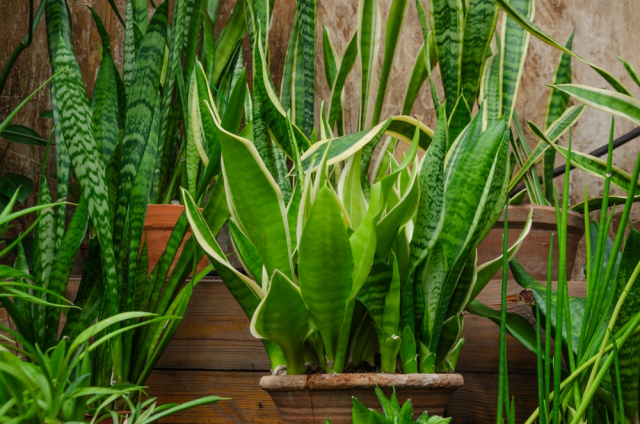 propagating Snake Plants