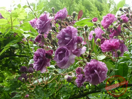 thornless roses