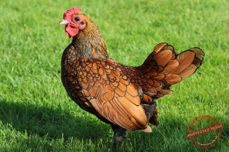 Bantam Chickens