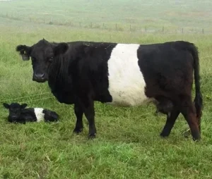 Belted Galloway