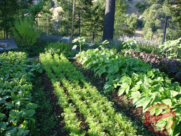 Biodynamic gardening