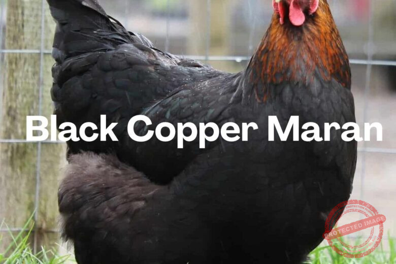 Black Copper Maran