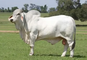 Brahman