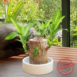 Brazilian Wood Plant