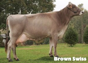 Brown Swiss