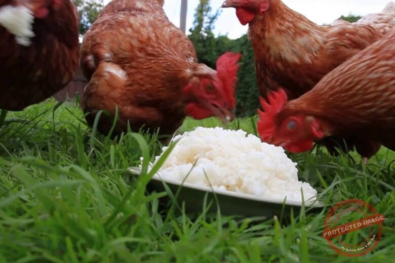 Can Chickens Eat Rice