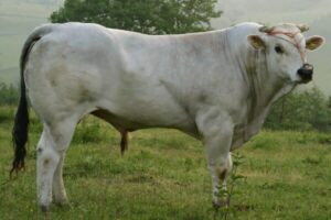 Chianina