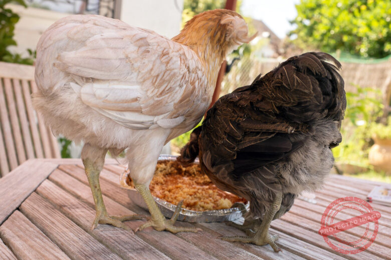 Chicken Grit