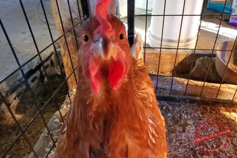 Cinnamon Queen Chicken