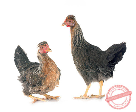 Cream Legbar Chickens