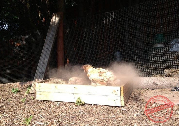 Dust Bath for Chickens