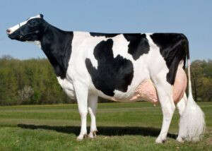 Holstein
