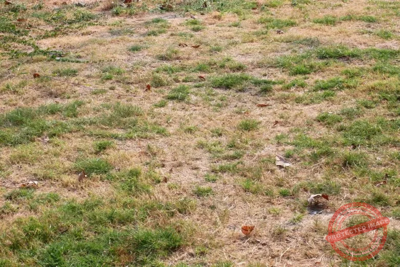 How To Revive Brown Patches Before Winter