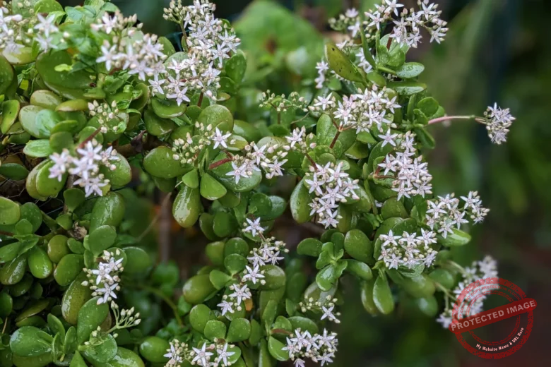 Jade Plant