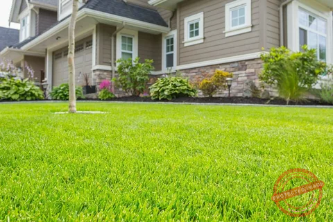 Lawn Green