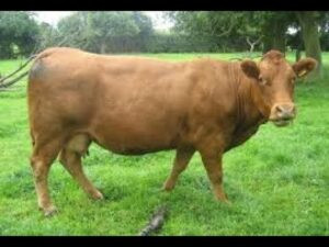 Limousin