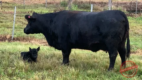 Lowline Angus