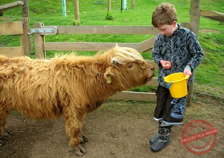 Mini Highland Cows