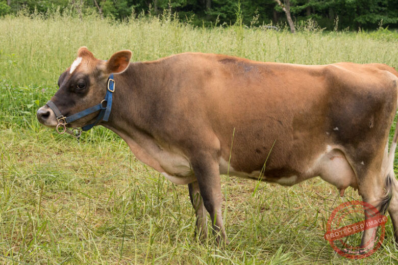 Mini Jersey Cows