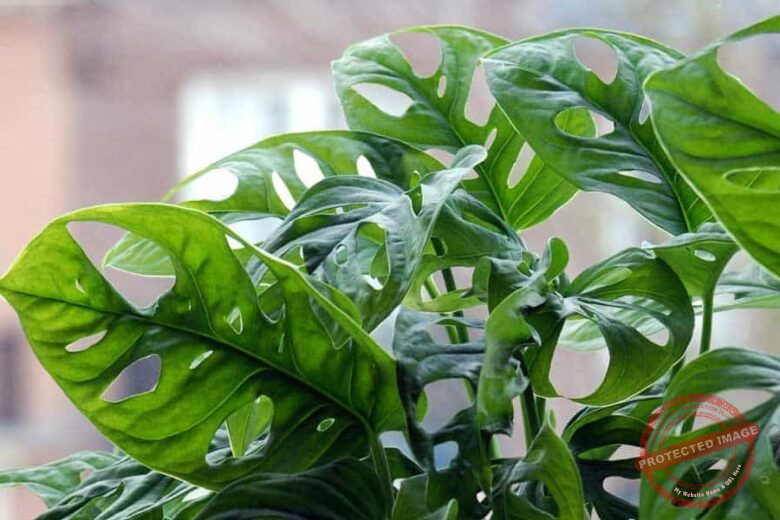 Monstera Adansonii