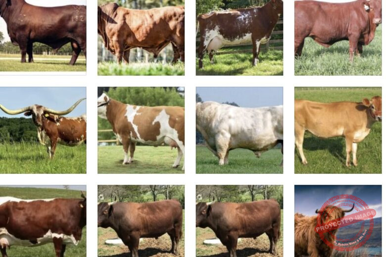 Most Common Cattle Breeds in the USA