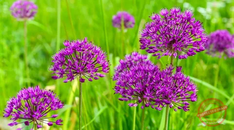Perennials You Can Propagate