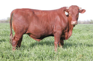 Red Angus