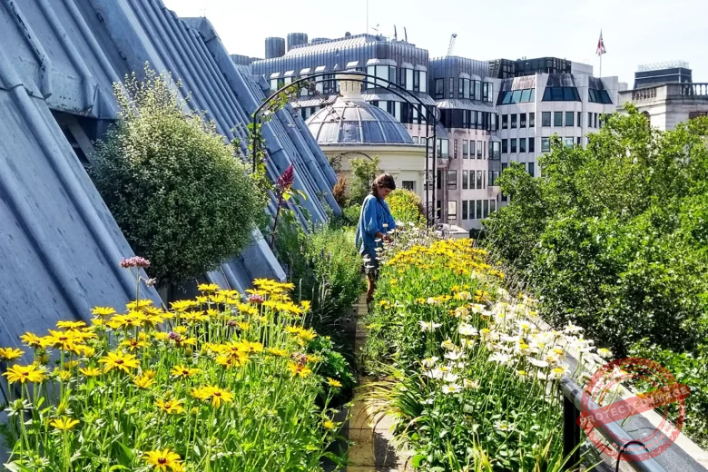 Rooftop Farm Magic