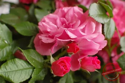 Roses for Scent