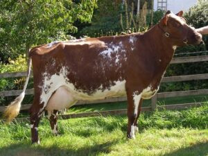 Shorthorn