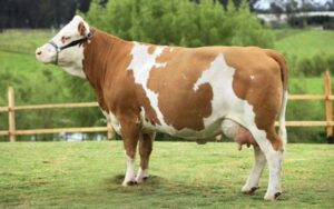 Simmental cow