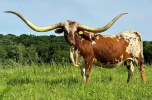 Texas Longhorn