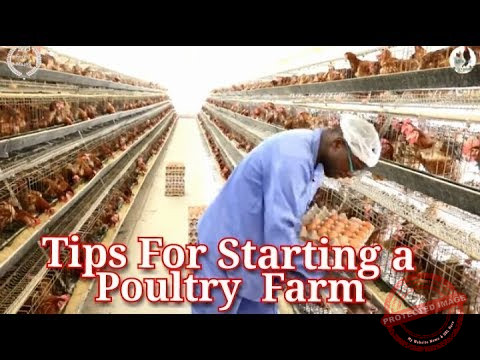 Tips for Starting a Poultry Farm in USA