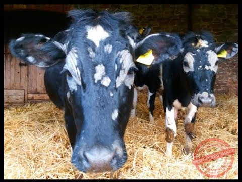 Treating Ringworm In Cattle