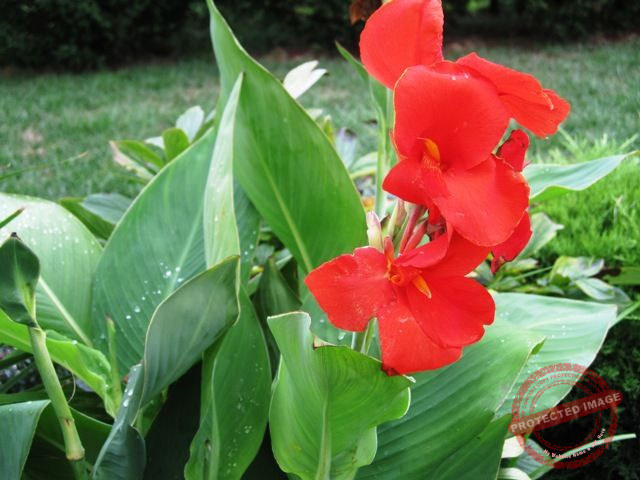 canna lilies