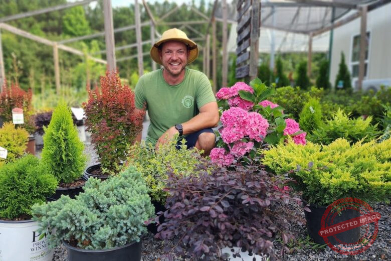 compact shrubs for compact spaces