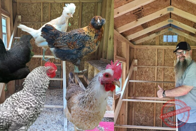 Chicken Roost Ideas