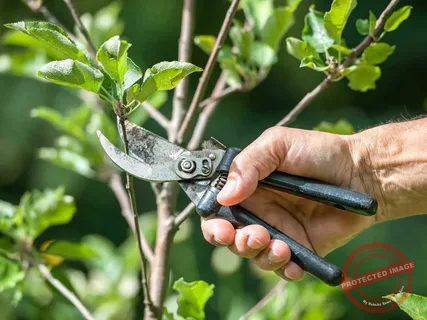 Midsummer Pruning