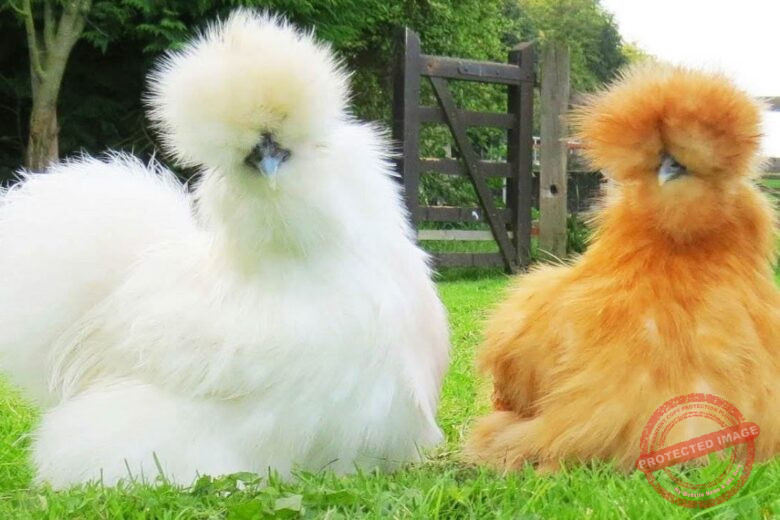 Silkie Chicken