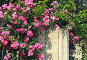 Climbing Roses