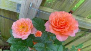 Floribunda Roses