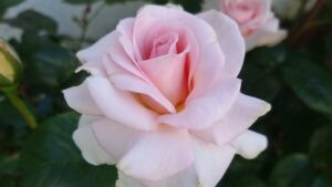 Hybrid Tea Roses (Compact Varieties)